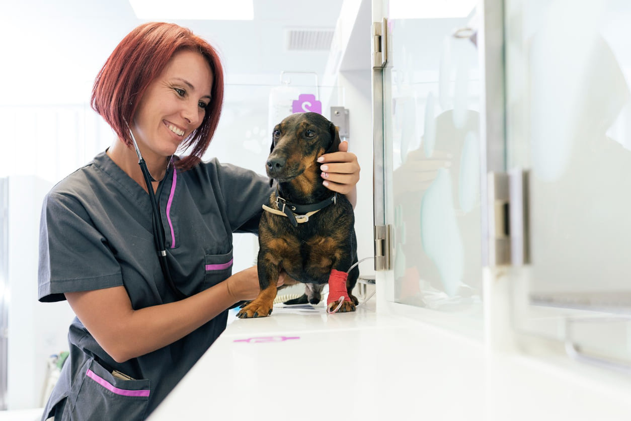 exames laboratoriais veterinarios